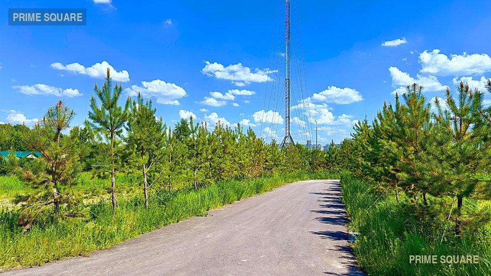 Кузнечики Лайф — фото 5